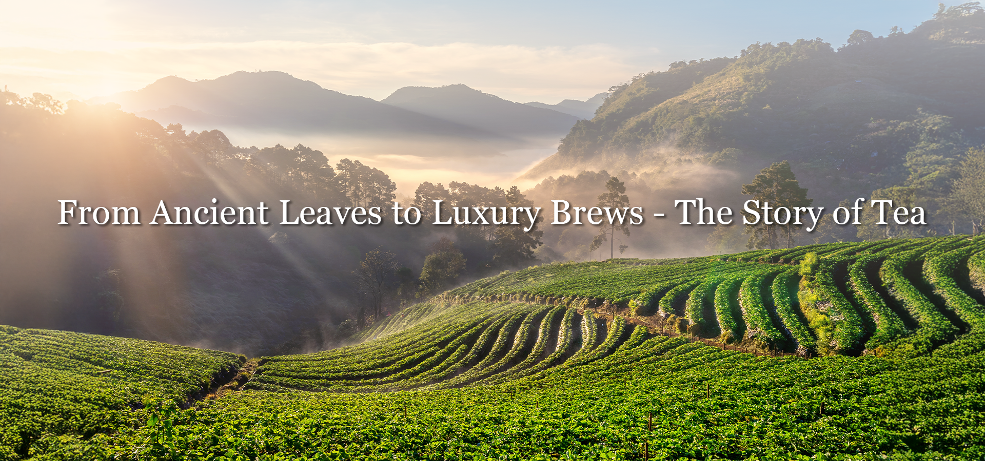 From Ancient Leaves to Luxury Brews — The Story of Tea with The Good Life Company